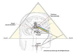 pineal_gland_2.jpg